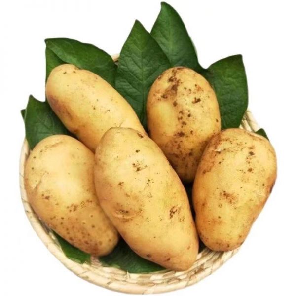 Potato